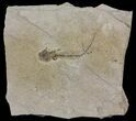 Permian Branchiosaur (Amphibian) Fossil - Germany #63620-1